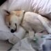 (VIDEO) Neodoljivi mali psić znao je da ujutro mora ići veterinaru, te je odlučio da se pravi mrtav