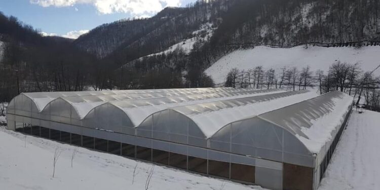 BJELOPOLJAC VUK RADOVIĆ USPJEŠNO SE BAVI PLASTENIČKOM PROIZVODNJOM