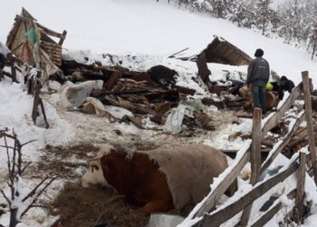 SNIJEG U BRODAREVU SRUŠIO ŠTALU I UBIO TRI KRAVE