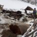 SNIJEG U BRODAREVU SRUŠIO ŠTALU I UBIO TRI KRAVE