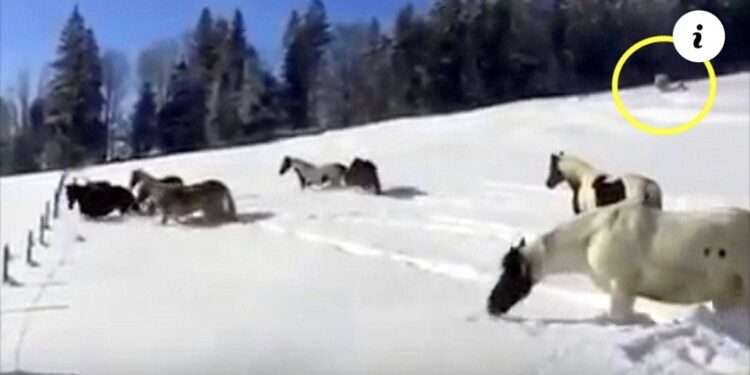 (VIDEO) Konji su pušteni na slobodu u snijegu, a obratite pažnju na zadnjeg konja na desnoj strani