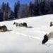 (VIDEO) Konji su pušteni na slobodu u snijegu, a obratite pažnju na zadnjeg konja na desnoj strani