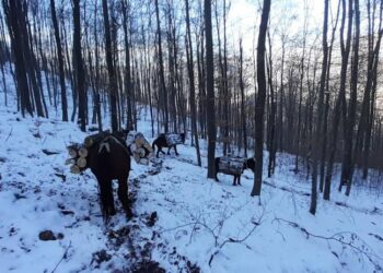 ZA MUKU MILOSAVLJEVIĆA ČULA JE CIJELA SRBIJA: Morava im je odnijela 17 konja, ali uz pomoć dobrih ljudi njihovo krdo je opet brojno