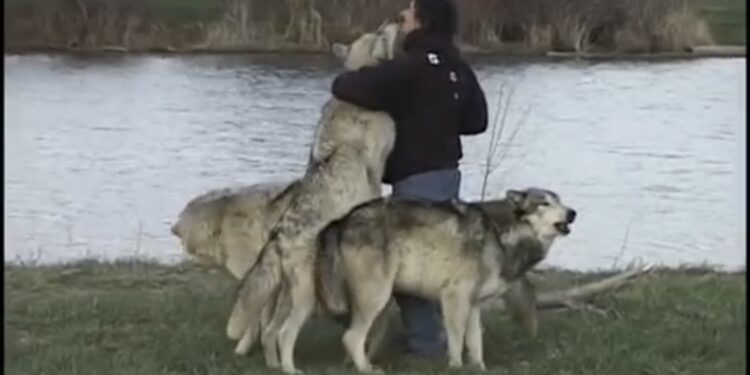 (VIDEO) Želio se fotografisati sa pet vukova, ali nije očekivao da će uraditi ovo kada ga ugledaju!