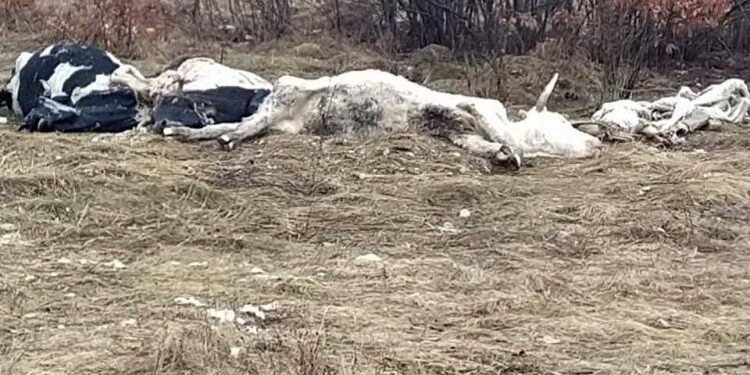 STRAHUJU OD ZARAZE: MJEŠTANI U BLIZINI SELA UOČILI UGINULE KRAVE, TRAŽE REAKCIJU NADLEŽNIH U LIVNU