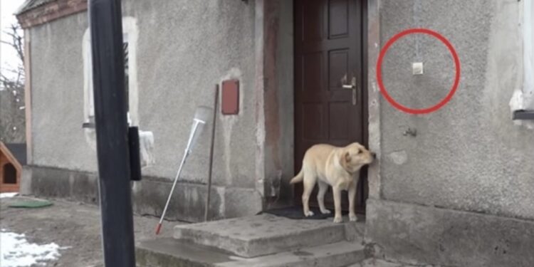 (VIDEO) Ovaj pas želi ponovo u kuću, ali niko ne otvara vrata. Pogledajte šta je uradio u nastavku!