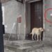 (VIDEO) Ovaj pas želi ponovo u kuću, ali niko ne otvara vrata. Pogledajte šta je uradio u nastavku!