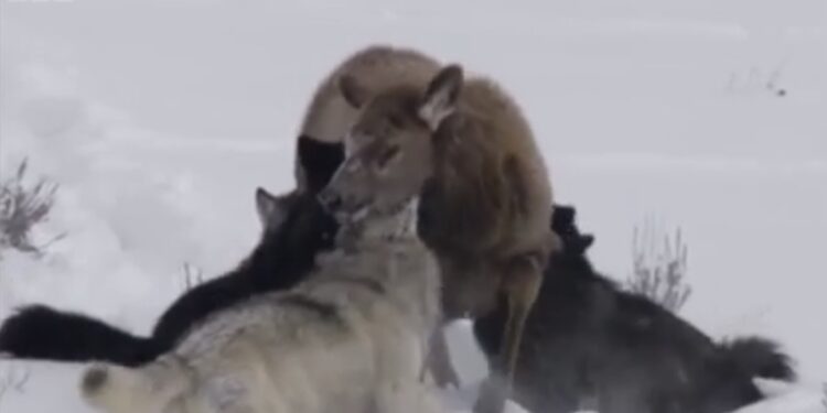 (VIDEO) Pogledajte kako čopor vukova kreće u ubijanje stada losova …