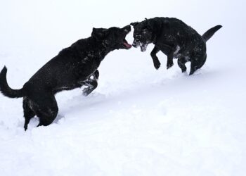 U BiH dokazan prenosa korona virusa sa čovjeka na psa