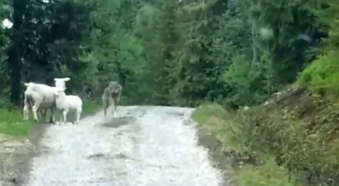 (VIDEO) Pogledajte kako je vuk napao ovcu i dvoje jagnjadi, ali dogodilo se nešto neočekivano
