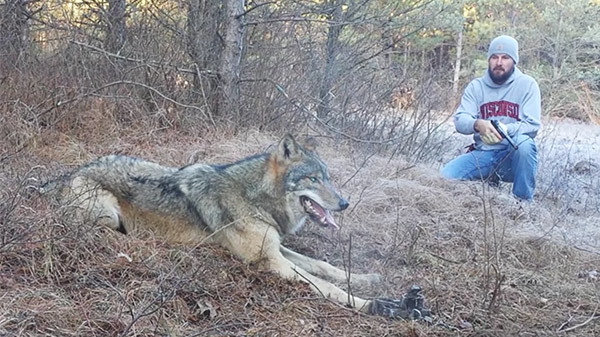Čovjek je pronašao usamljenog vuka u šumi – pogledao mu je šapu a zatim je napravio odluku koja mu je spasila život