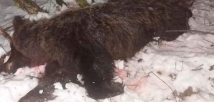 Zadržane dvije osobe zbog sumnje da su ubile mečku