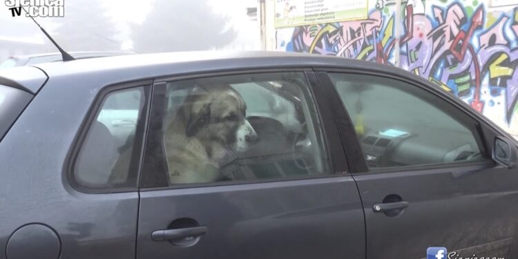 (VIDEO) KANGAL U SJENICI NAPAO DJEVOJKU, ZATIM UŠAO U AUTO I NEĆE DA IZAĐE. NIKO NIJE NADLEŽAN