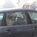 (VIDEO) KANGAL U SJENICI NAPAO DJEVOJKU, ZATIM UŠAO U AUTO I NEĆE DA IZAĐE. NIKO NIJE NADLEŽAN