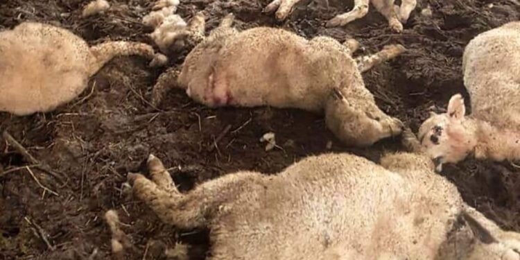 (FOTO) U selu Sitniče čopor pasa zaklao 37 ovaca i 33 jagnjadi