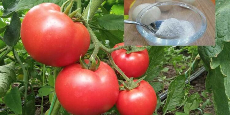 Dodajte ovo uz rasad paprike i paradajza i uživajte u bogatoj berbi na ljeto