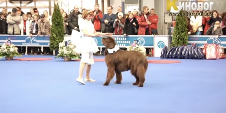 (VIDEO) Žena i njen pas su izašli na binu. Kad je počeo njihov show, svi su posmatrali u nevjerici!
