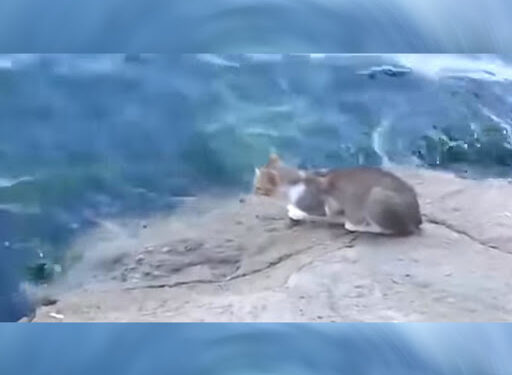 (VIDEO) Pogledajte zanimljiv snimak na koji način ova mačka lovi ribu