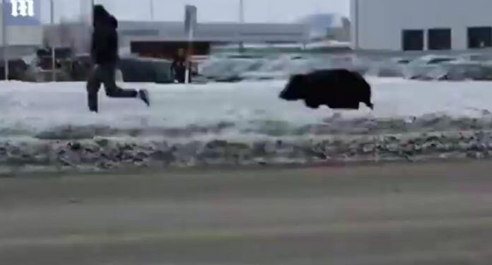 (VIDEO) NESVAKIDAŠNJI PRIZOR: MEDVJEDICA GANJALA MUŠKARCA ULICAMA SIBIRSKOG GRADA