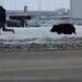 (VIDEO) NESVAKIDAŠNJI PRIZOR: MEDVJEDICA GANJALA MUŠKARCA ULICAMA SIBIRSKOG GRADA