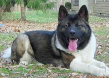 Užas u Sjenici – ”Američka akita” teško povrijedila djevojčicu od osam godina