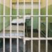 ZBOG KRIJUMČARENJA 30 KILOGRAMA MARIHUANE PRIJEPOLJAC OSUĐEN NA VIŠEGODIŠNJU KAZNU ZATVORA