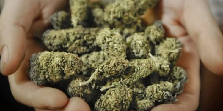 UHAPŠEN BJELOPOLJAC: POLICIJA PRONAŠLA KILOGRAM MARIHUANE I OPIJATE