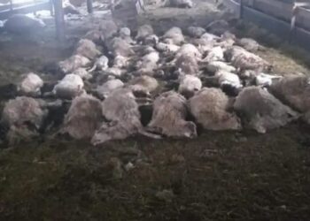 VUKOVI PRESKOČILI OGRADU I POKLALI 87 OVACA, STOČARI OČAJNI