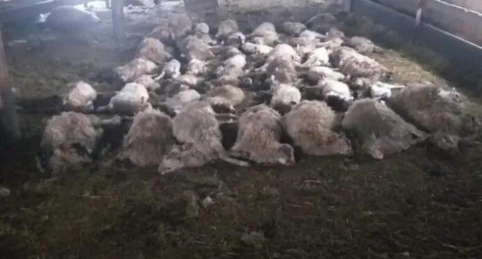 VUKOVI PRESKOČILI OGRADU I POKLALI 87 OVACA, STOČARI OČAJNI