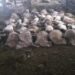 VUKOVI PRESKOČILI OGRADU I POKLALI 87 OVACA, STOČARI OČAJNI