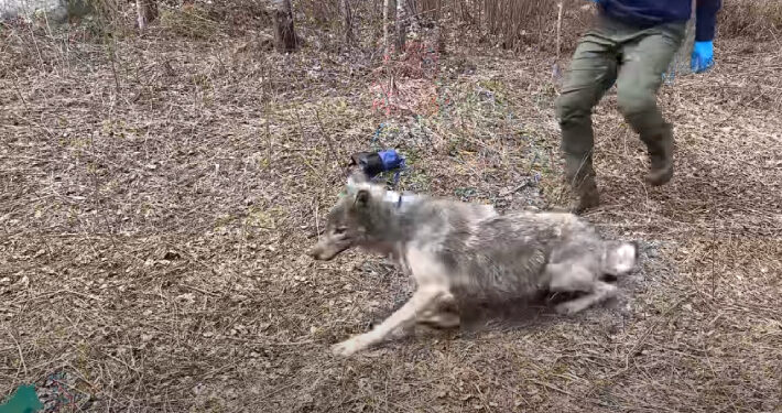 (VIDEO) Pričvrstili kameru na vuka, iznenadilo ih ono što je snimila