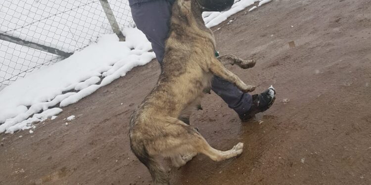 Iz Tutina uklonjeno 25 pasa lutalica