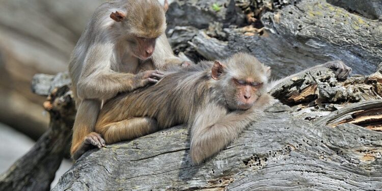 25 majmuna pobjeglo iz Zoo vrta u Njemačkoj: Proveli dan sunčajući se