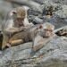 25 majmuna pobjeglo iz Zoo vrta u Njemačkoj: Proveli dan sunčajući se