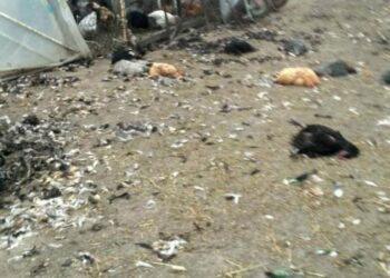 Ptičiji grip na Kosovu, uništena živina na pet farmi