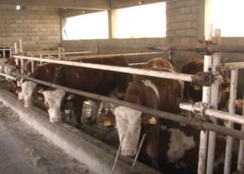 (VIDEO) SJAJAN MLADI DOMAĆIN KOJI JE OSTAO NA SELU! Pogledajte kako je sredio farmu junadi!