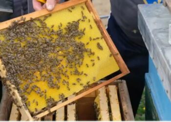 (VIDEO) Tutinski pčelari dočekuju spremno ovogodišnju sezonu pčelarenja