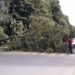 DRAMA U BANJA LUCI: STABLO SE SRUŠILO NA AUTOMOBIL KOJI JE STAJAO NA SEMAFORU
