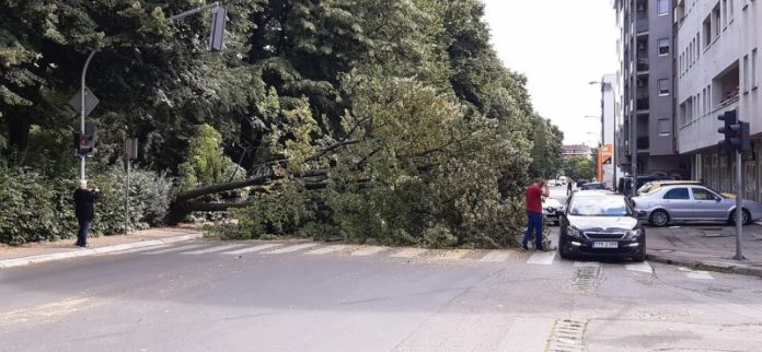 DRAMA U BANJA LUCI: STABLO SE SRUŠILO NA AUTOMOBIL KOJI JE STAJAO NA SEMAFORU