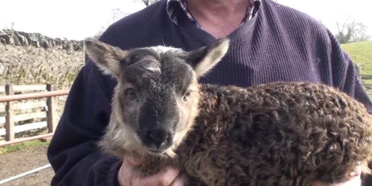 (VIDEO) Geep: Životinja pola jarac, pola ovca