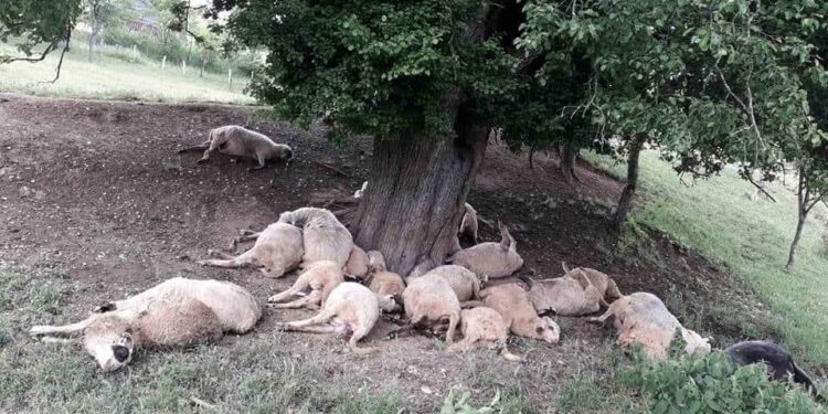 U BJELOPOLJSKOM SELU POTRK OD UDARA GROMA STRADALE OVCE I JAGNJAD