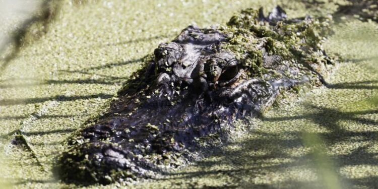 Aligator morao biti usmrćen zbog povreda koje su mu nanijela djeca