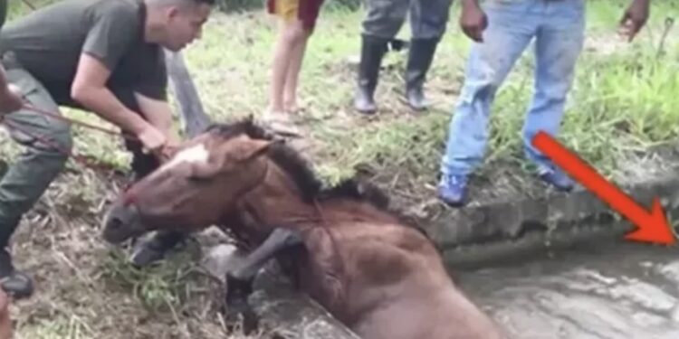(VIDEO) Očajnički su pokušavali da izvuku ovu kobilu, ali pogledajte PAŽLJIVO ko se pojavio iza!