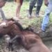(VIDEO) Očajnički su pokušavali da izvuku ovu kobilu, ali pogledajte PAŽLJIVO ko se pojavio iza!