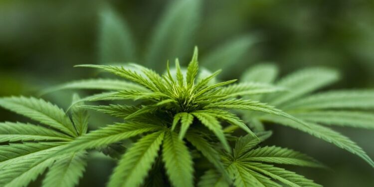 Meksiko legalizovao marihuanu za odrasle