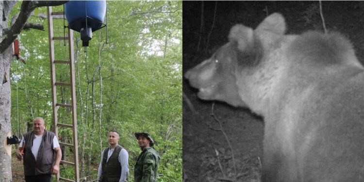 MEDVJED UKRAO KUKURUZ NAMIJENJEN DIVLJIM SVINJAMA