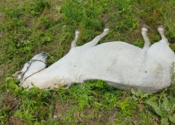 Olujno nevrijeme u Ivanjici: Grad desetkovao maline, grom ubio konja nasred livade!
