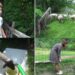(VIDEO) DAN MU POČINJE KADA KLANJA SABAH: MUZE KRAVE I ŠIŠA OVCE, A IMA 14 GODINA