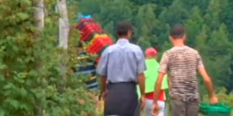 RADNICI IZ ALBANIJE I MONGOLIJE BERU MALINE U SRBIJI ZA 30€ DNEVNO! Berača nikad manje, Srbi neće na njivu