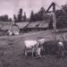 Agrarna reforma i oduzimanje bošnjačke zemlje u monarhističkoj Jugoslaviji (1918 – 1941)